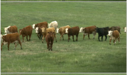 牛牛在线精品视频,视听盛宴，尽享精彩瞬间